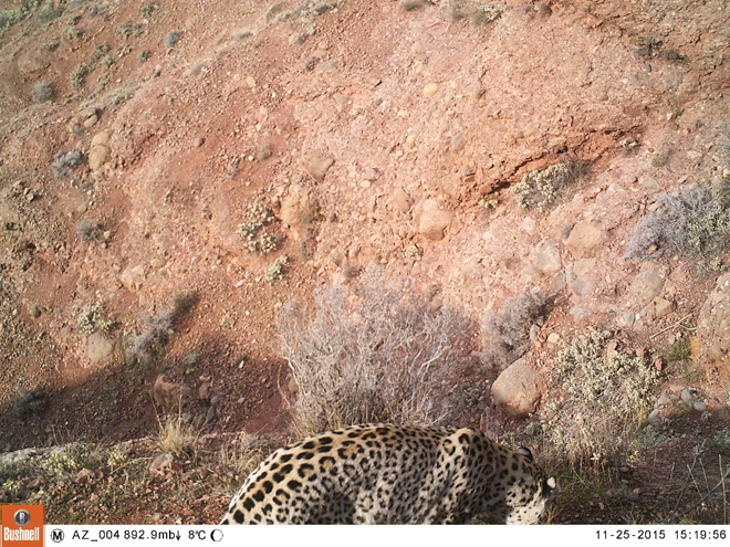 В Нахчыване сделаны снимки еще одного леопарда - Gallery Image