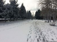 Bakının qarlı günləri (FOTO)