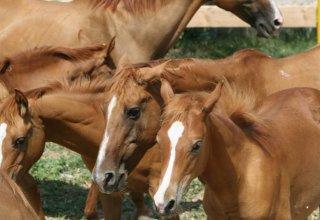 Карабахский коневодческий комплекс планирует экспорт карабахских коней в Европу