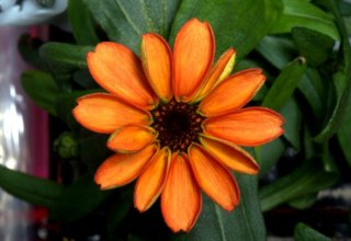 Cosmic flower: first blossom in space on board ISS (PHOTO)