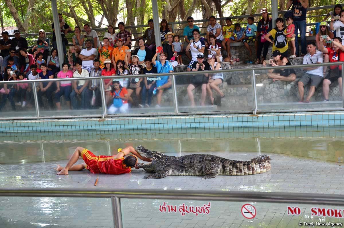 В гостях у Таиланда: Невероятное шоу с крокодилами  в Паттайе (ФОТО)