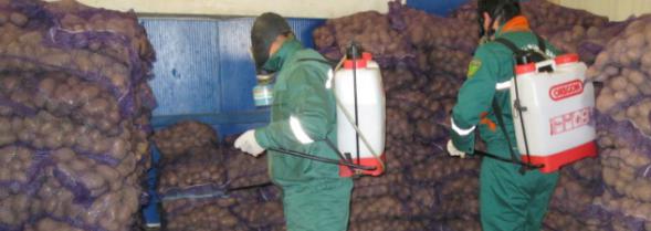 İrandan gətirilən 24 ton "güvəli kartof" zərərsizləşdirildi (FOTO)