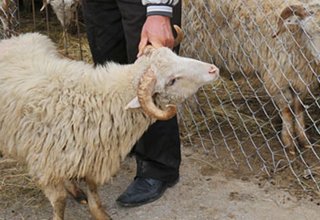 Gürcistan'dan Azerbaycan'a hayvan ithali yasaklandı