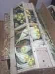 450 baş tutuquşu "Samur" gömrük postunda saxlanılıb (FOTO)