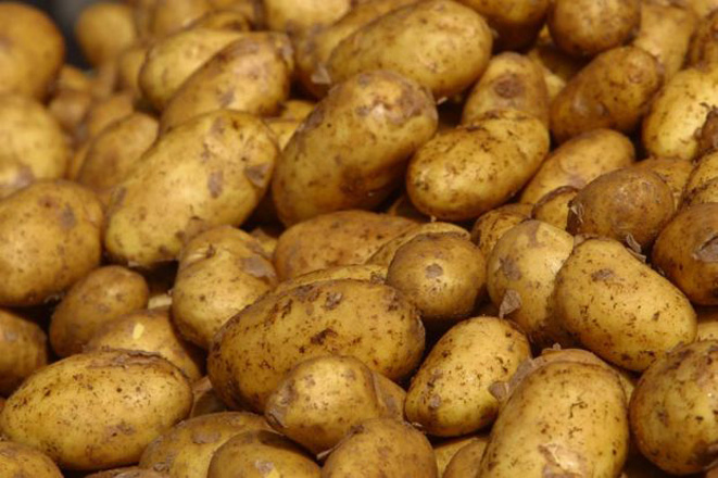 В Лебапском регионе Туркменистана собрали большой урожай раннего картофеля