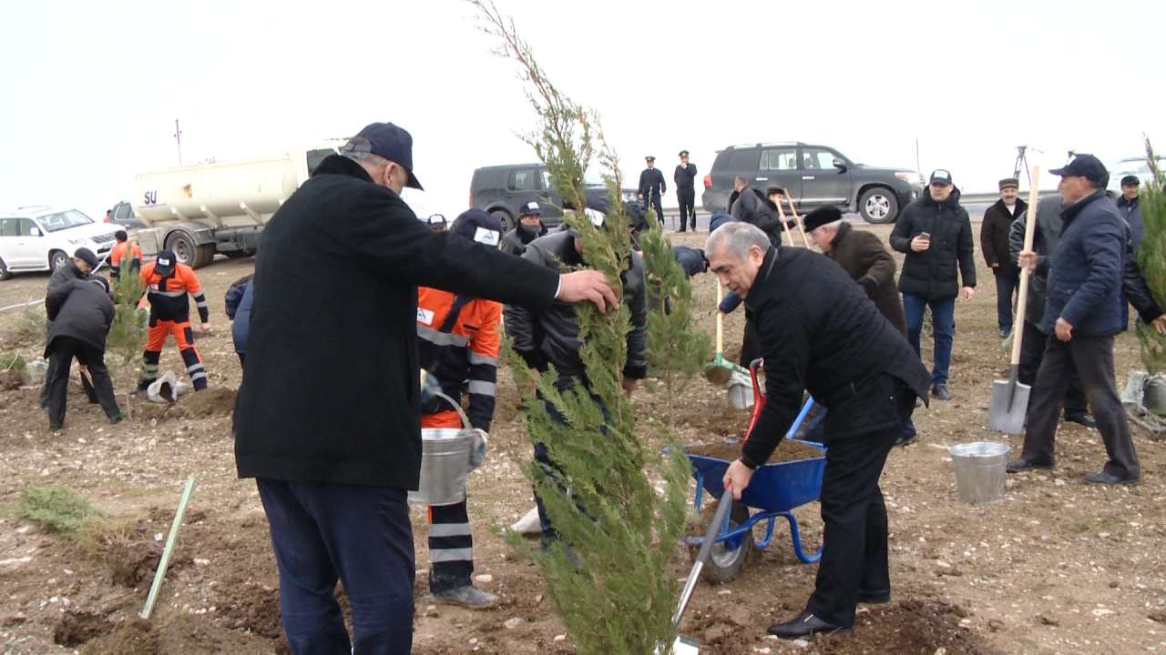 Azəryolservis: Bakı-Quba avtomobil yolunda 14 500 ağac əkildi (FOTO)