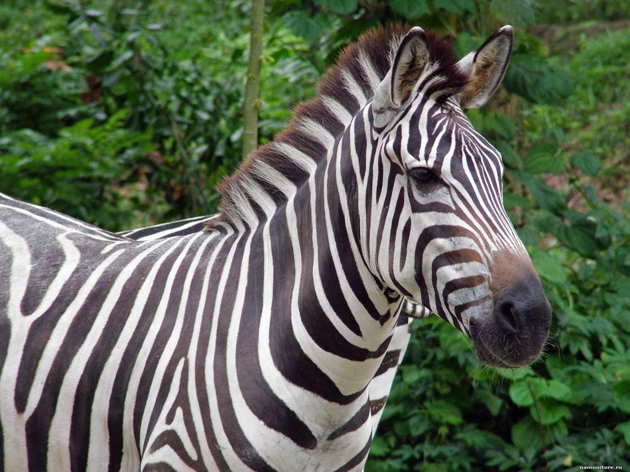 Британские ученые предложили новое объяснение того, как работают полоски зебр