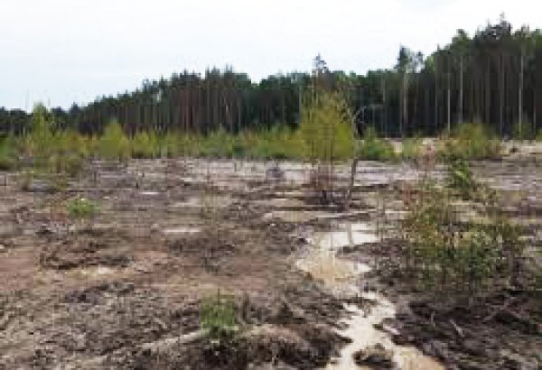 В Азербайджане предложено ужесточить наказание за порчу лесных земель