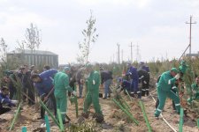 По инициативе IDEA на Балаханском полигоне посажена тысяча деревьев