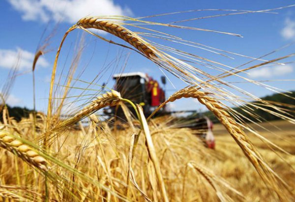 Азербайджанские фермеры получат субсидии на миллионы манатов