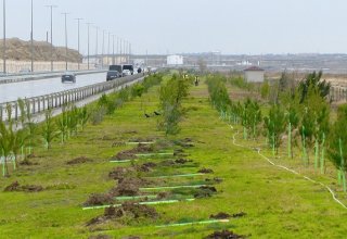 Вдоль Лянкяранского участка автодороги Баку-Астара будет создана зеленая полоса