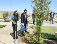 Президент Азербайджана и его супруга приняли участие в кампании по посадке деревьев по случаю дня рождения великого лидера Гейдара Алиева (ФОТО)