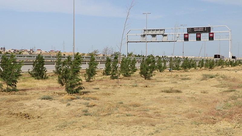 Zığ dairəsi-Hava Limanı avtomobil yolunda 2000 eldar şamı əkilib (FOTO)