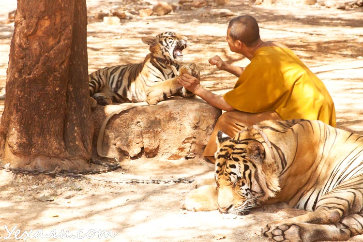 Власти Таиланда вывозят тигров из "Тигриного храма"