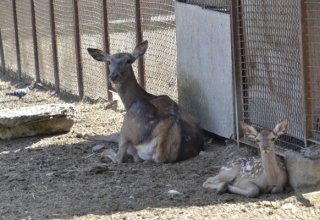 Bu dəfə heyvanlar təxliyə edildi - Kiyev zooparkında yanğın