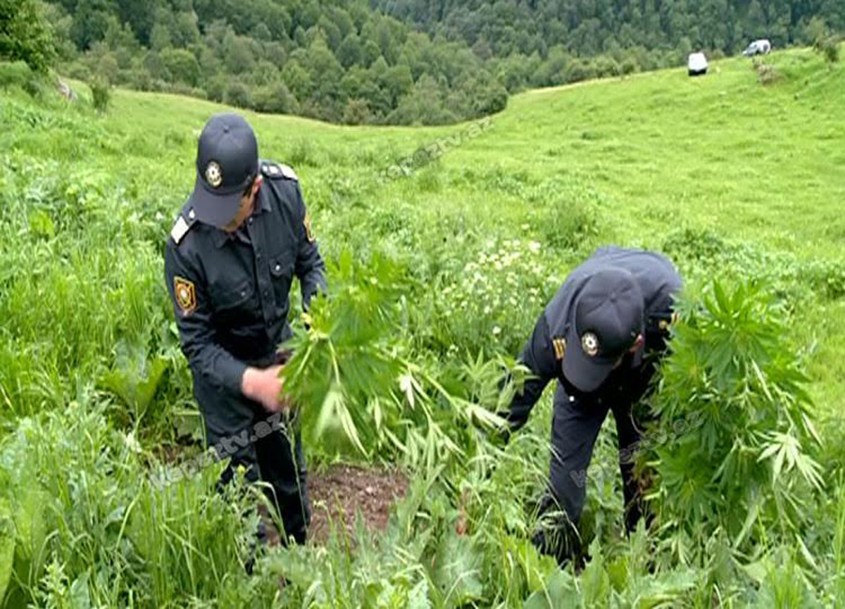 Daşkəsəndə 1,4 ton narkotik bitki məhv edildi (FOTO)