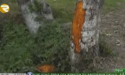Yuxu tutdu, maşını ağaca çırpdı: 2 ölü (FOTO/VİDEO)