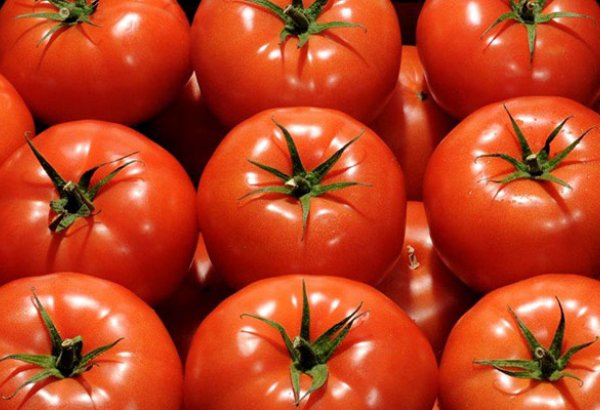 Masallıda Rusiya bazarları üçün istixana pomidoru yetişdirilir