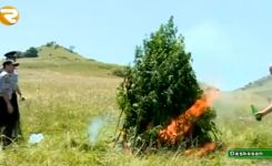 1,3 ton narkotik bitki yandırıldı (FOTO/VİDEO)