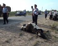 Salyanda aşan avtobusda yaralanan 10 nəfər evə buraxıldı - 2 nəfərin vəziyyəti ağırdır (FOTO/VIDEO)
