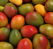 Индийские манго в обмен на узбекские бобы: страны расширяют торговлю сельхозпродуктами