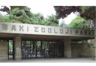 Bakı Zooparkına Çexiyadan hədiyyə - Cırtdan maral