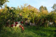 Pomegranate Orchard – из Азербайджана в Европу. Драма одной семьи (ВИДЕО, ФОТО)