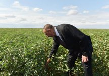 Президент Ильхам Алиев осмотрел плантации хлопка в Сальяне (ФОТО)