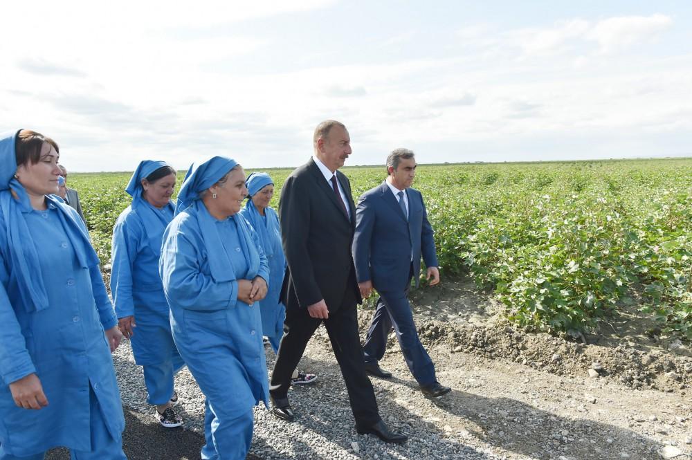 Президент Ильхам Алиев осмотрел плантации хлопка в Сальяне (ФОТО)