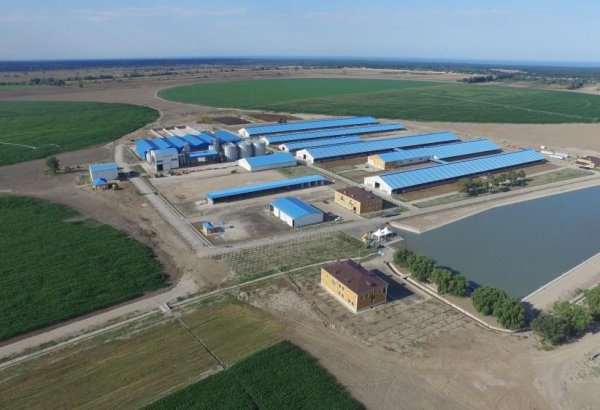 Азербайджанская  компания о ходе строительства  крупного  агрокомплекса в одном из регионов