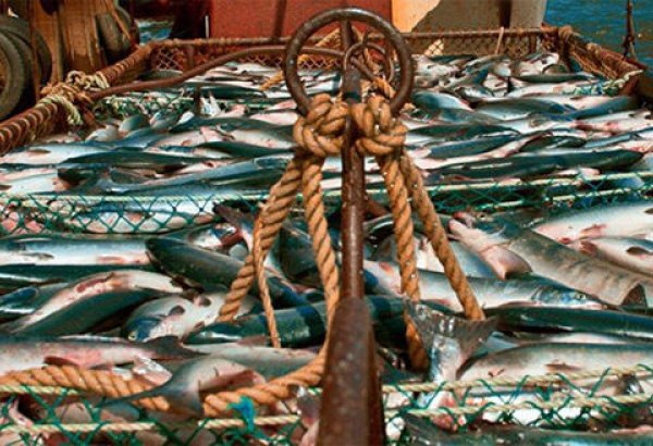 Экспорт рыбы и морепродуктов из Азербайджана достиг почти $750 тыс.