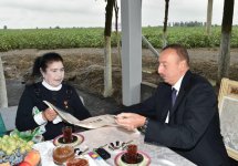 Президент Ильхам Алиев ознакомился  с хлопковым полем в Сабирабадском районе (ФОТО) (Версия 2)