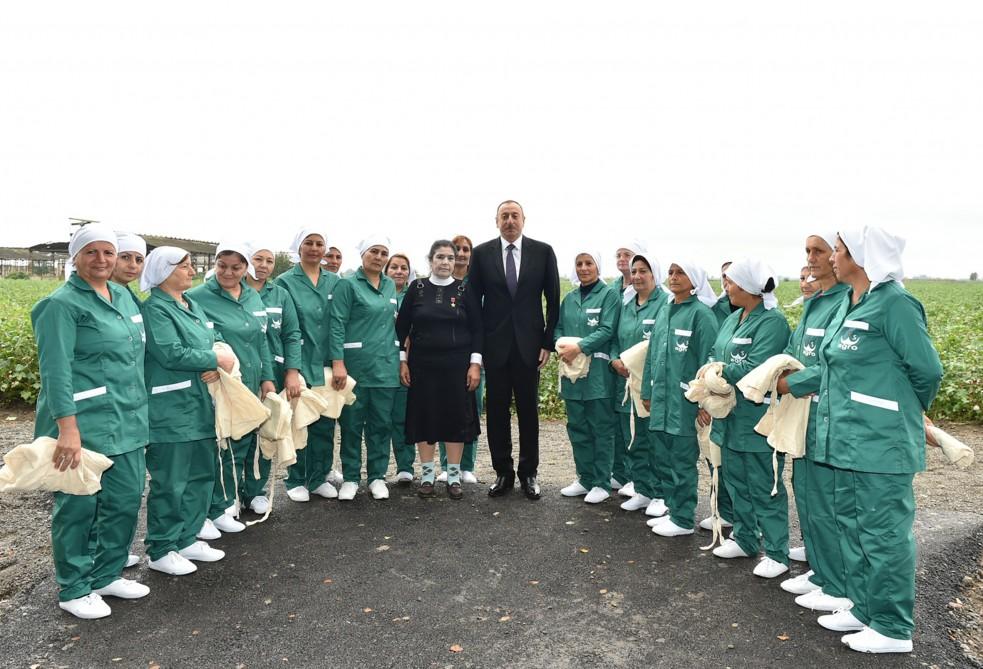 Prezident İlham Əliyev Sabirabadda pambıq sahəsi ilə tanış olub (FOTO) (YENİLƏNİB)