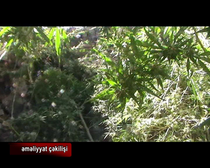 У жителя Сумгайыта изъято до 50 кг наркотических веществ - МВД