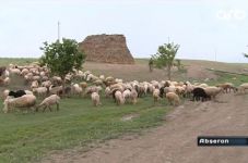 "Kabab çəkmək istəyirdik, çobanın əl-qolunu bağlayıb qoyunları apardıq" (VİDEO/FOTO)