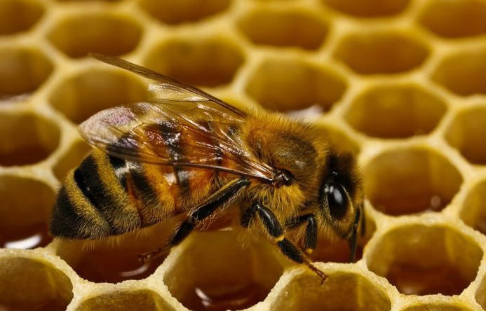 Азербайджан приступил к искусственному выведению чистокровных пчеломаток - замминистра