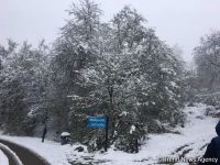 Göygöl Milli Parkına 25-30 santimetr qar yağıb - ağaclar qırılıb (FOTO)