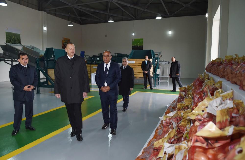 Президент Ильхам Алиев принял участие в презентации ООО «Сельское фермерское хозяйство Биринджи Шихлы» в Газахском районе (ФОТО)