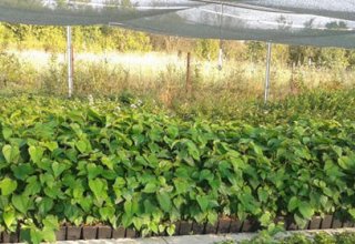 Azerbaijan's Agriculture Ministry buys 1 million mulberry saplings from China
