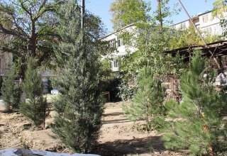 В Азербайджане будут определены нормы озеленения населенных пунктов