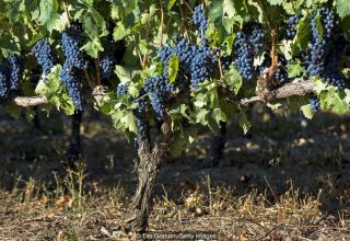 В Телави открылся координационный штаб сбора урожая винограда