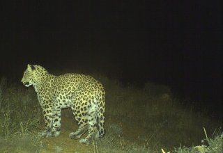 В Азербайджане родились пять детенышей леопарда (ВИДЕО)