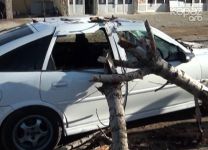 Ağac hərəkətdə olan avtomobilin üstünə aşdı (FOTO)