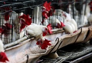 Kazakhstan bans import of products of Russian poultry farms