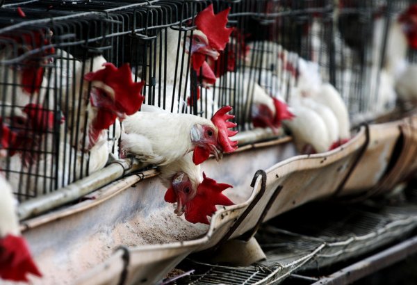 Some 17,000 chickens killed in Taiwan amid bird flu outbreak