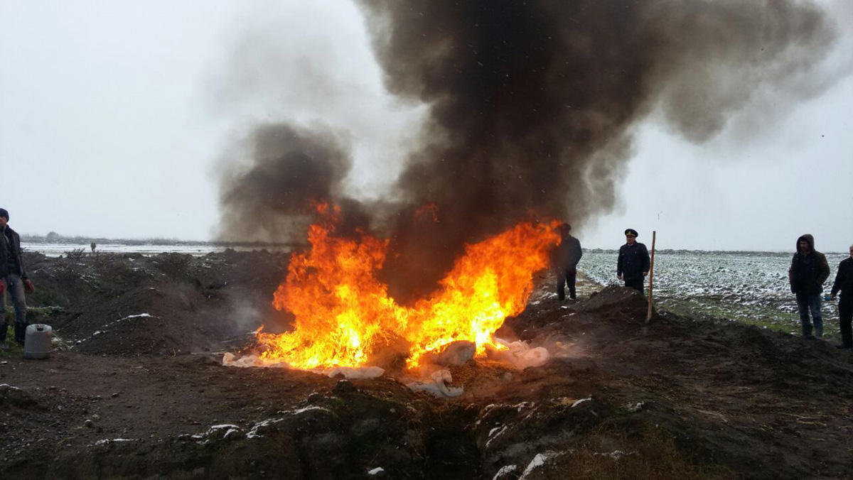 Zərərli orqanizm aşkar edilən 10 tona yaxın qarğıdalı yandırılıb  (FOTO)
