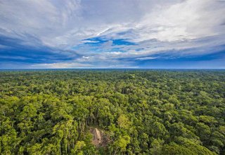 Ученые заявили, что вырубка лесов в бассейне Амазонки способствует глобальному потеплению