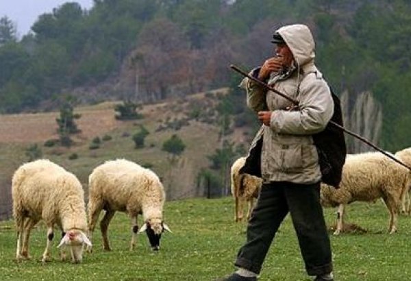 Türkiyədə azərbaycanlı çobanlara ehtiyac var
