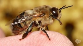 Лечение пчелами – больно, но полезно (ФОТО)