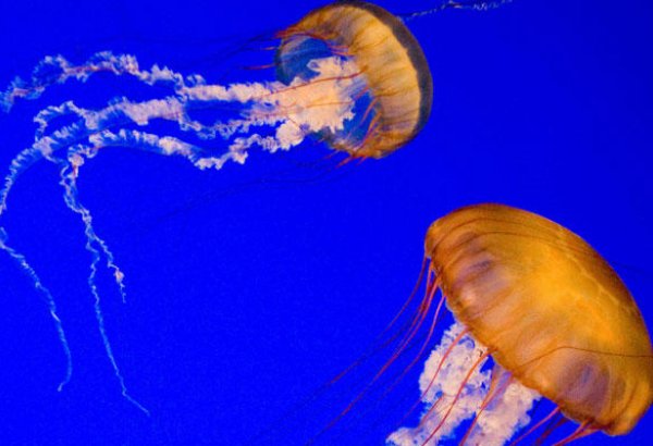 У Средиземноморского побережья Израиля появились первые в этом сезоне медузы